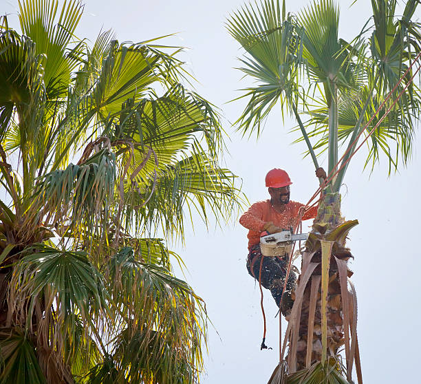 Professional Tree Removal in Hull, IA